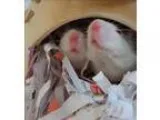 Adopt Bonpasse a Mouse small animal in Stratham NH (16744471)