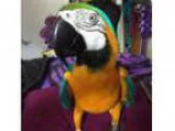 Blue and Gold Macaw
