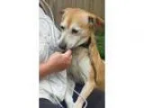 Adopt Spanky a TanYellowFawn - with White Beagle  Labrador Retri