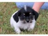 Adopt Bubblesadopted a Tricolor (TanBrown and Black and White) B