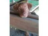 Adopt Oakley a RedGoldenOrangeCh estnut Golden Retriever  Mixed 