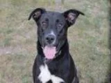 Adopt GIBSON a Labrador Retriever