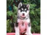 Drd siberian husky puppies for adoption