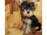 Charming and cute yorkie teacup puppies