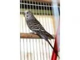 Adopt Pete a Budgie bird in Rochester Hills MI (16779612)