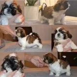 Shih Tzu Puppies Toy Breed for sale