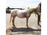 Appaloosa Mare 12yo Trail Partner