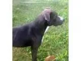 Adopt HANSON a Pit Bull Terrier Airedale Terrier