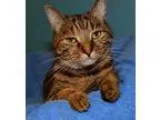 Adopt Myra a Domestic Shorthair  Mixed (short coat) cat in Cinci