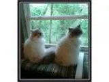 Adopt Diva and Sanoma a Gray or Blue Himalayan (medium coat) cat