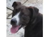Adopt Cindra Brindle Puppy a Brindle Rat Terrier  Feist  Mixed d