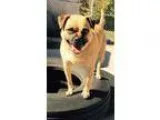 Adopt Benny a TanYellowFawn - with Black Pug  Australian Cattle 