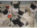 Geous pug puppies for adoption to aring