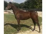 Tiz Meow Ky bred 2015 Thoroughbred colt by Courageous Cat