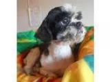 Adopt Cherkers a White - with Black Shih Tzu  Mixed dog in Yucai