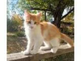 Adopt Angel a Tabby - Orange