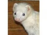 Adopt Chloe a Ferret