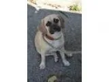 Adopt Zoe a Pug Beagle