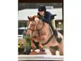 Pony Final Contender - Peppermint Twist