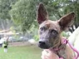 Adopt Dutchess a Brindle Shepherd (Unknown Type)  Mixed dog in M