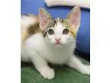 Adopt Mia a Calico or Dilute Calico Calico  Mixed (short coat) c