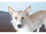 Adopt Fernando a TanYellowFawn Airedale Terrier  Mixed dog in Sa