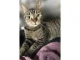 Adopt WANDA (PetSmart) a Tabby - Brown