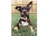 Adopt Gia a BrownChocolate - with White Doberman Pinscher  Labra