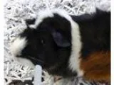 Adopt Taco a Guinea Pig