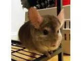 Adopt Chowder a Lilac Chinchilla (short coat) small animal in St
