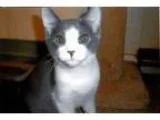 Adopt Ivan - Kitten a Domestic Short Hair