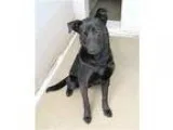 Adopt Gus a Black German Shepherd Dog  Belgian Tervuren  Mixed d