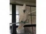 Adopt Baby a White Cockatoo bird in Tampa FL ()