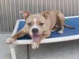Adopt RAMBO a TanYellowFawn Pit Bull Terrier  Mixed dog in Sacra