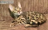Blue Eyed Bengal Girl - Pearl