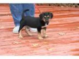 Adopt THORN a Tricolor (TanBrown and Black and White) Beagle  La