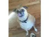 Adopt Zeus a TanYellowFawn - with Black Pug  Beagle  Mixed dog i