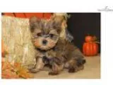Sulu Tiny Gorgeous Male CKC Shorkie EADW 4.8-5 LBS