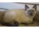 Adopt Eevee a Cream or Ivory Siamese  Mixed (short coat) cat in 
