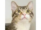 Paige - Female Domestic Shorthair