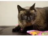 Adopt Juliet a Siamese