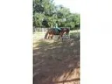 good horse