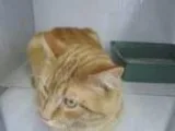 Adopt Garfield a Domestic Short Hair