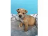 Adopt Pete a Chow Chow  American Pit Bull Terrier  Mixed dog in 