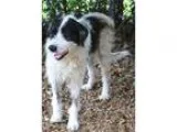 Adopt Weezel a White - with Black Terrier (Unknown Type Medium) 