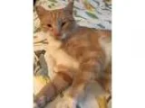 Adopt Penny Lane a Orange or Red (Mostly) Domestic Shorthair  Mi