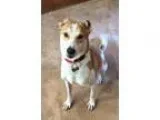 Adopt Lou a Canaan Dog
