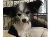 Adopt Puppi a Papillon
