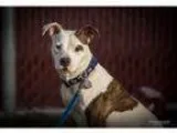 Adopt DeeDee a Pit Bull Terrier Mixed dog in St. Louis MO (