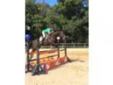Get notice with this big talented easy and fun eventer